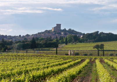 Vallée du Clos de l'Oratoire des Papes