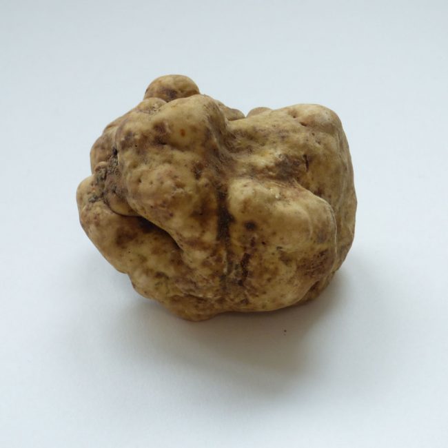 Truffe Blanche &quot;magnatum pico&quot;