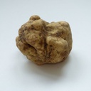 Truffe Blanche &quot;magnatum pico&quot;