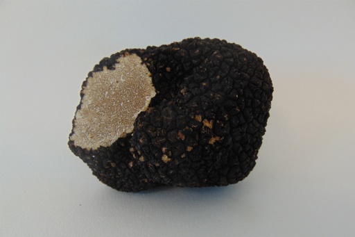 Truffe D'été de Nouvelle Aquitaine